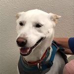 James Wiley - @wiley4dogs - Instagram