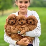 James Willers - @mini_golden_and_bernedoodles__ - Instagram