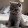 JamesWilson - @jameswilson3946 - TikTok