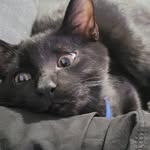 Spooky James Winbush - @spookyjamesthecat - Instagram