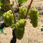 Robert James Wines - @robertjameswines - Instagram