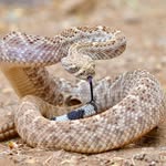 james wolfe - @rattlesnake3170 - Instagram