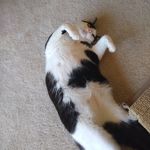 Oliver James  Yager - @the_fat_cat_oliver - Instagram
