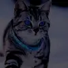 koko - @jameszeri - TikTok