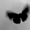 jameszervas475 - @jameszervas475 - TikTok
