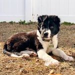 Jameson Oliver Clark 🐾 - @good_boi_james0n - Instagram