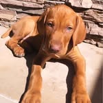 Jameson Martinez - @jameson_thevizsla - Instagram
