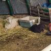 Jamie Bean - @myfarmmenagerie - TikTok