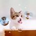 Jami The Cat - Facebook