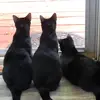 JamiCat - @jamicats - TikTok