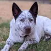 Jamie Dotson - @blueroserr - TikTok