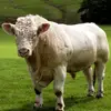 Hi farmers - @jamiefarmer20 - TikTok