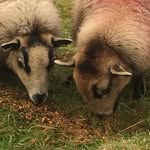 Jãmįë 🐑 - @jamie_farmer_ - Instagram