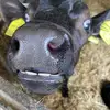 Jamie WebbThe bubbly farmer 🐄 - @jamiewebb616 - TikTok