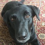 Jamie Hull - @lockey_the_lab_cross_collie - Instagram