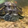 Tortuga cove - @jimmacsurak - TikTok