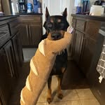 Jami Ramirez - @kayne_the.doberman - Instagram