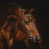 Jamie Stokes - @colored_fox_farms - TikTok
