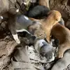 Ukasha’s rescue - @jamie.ali7 - TikTok