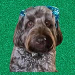 Jamie Arias - @pawsitivedogbehavior - Instagram