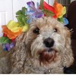 Jamie Bear 🇨🇦 - @jamie_bear_thecockapoo - Instagram
