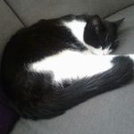 Jamie Biles'  cat - @buddy_the_cat_2789 - Instagram