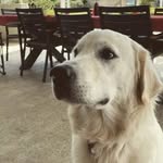 Jamie Bryce - @hazeljamandtoast - Instagram