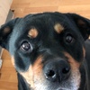 jamiebuist - @xoxo_jamiebuist_xoxo - TikTok