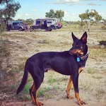 Jamie - Dellena - Bundy - @thekelpie_and_thegator - Instagram