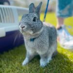Jamie - @jamie_bunnyboo - Instagram