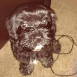 jamie cardinal - @hedgehogmom9127 - Instagram