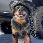 Cattledog_jamie_dc - @cattledog_jamie_dc - Instagram