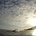 Jamie Cattle - @cattlejamie - Instagram