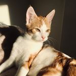 Jamie 豆包儿 - @jamie_cool_cat - Instagram