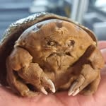 Jamie Corrigan - @jamiehobbit - Instagram