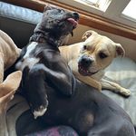 Jamie Cotten - @cottenwolf1234 - Instagram