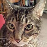 Jamie Crouse - @jcmustang03 - Instagram