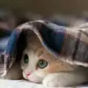 Jamie.Dang - @jamie.dang - TikTok