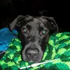 Jamie Dellinger Pittman - @jamie_4781 - TikTok