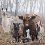 Jamie Dumas - @ladyspaniel - Instagram