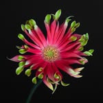 Jamie Edelman | Flower Photographer - @jamieedelmanphotography - Instagram