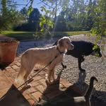 Jamie - rescued dog - @jamie_rescueddog - Instagram