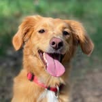 Jamie - @jamietherescuedog - Instagram
