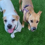 Noney and Jamie - @noneyandjamie_rescuedogs - Instagram