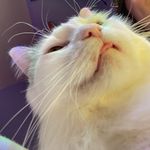 bennie - @jamiefallonn - Instagram