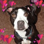 Jamie Lee Fellows - @mommy_2_4_kiddos - Instagram