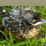 Jamie Grimm - @that_baby_bird - Instagram