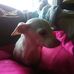 Jamie Holstein - Facebook
