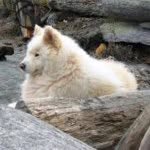 Jamie Kole - @pets.love.me - Instagram