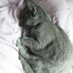 Jamie the cat - @the_little_jamie_cat - Instagram
